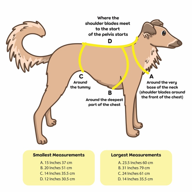 Op de afbeelding: Diagram dat laat zien hoe je een hond moet meten voor een harnas. Het diagram toont een bruine hond met gele lijnen die aangeven waar je moet meten rond de nek, borst en buik. Het diagram bevat ook een tabel met metingen in inches en centimeters voor de kleinste en grootste maten.
