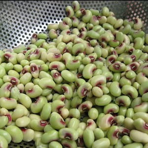 50 + Pink Eye Purple Hull Peas (Cow peas) Seeds