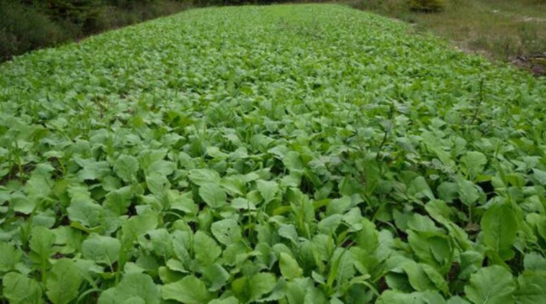 Purple Top Turnip Greens Seed 100 seeds each Etsy
