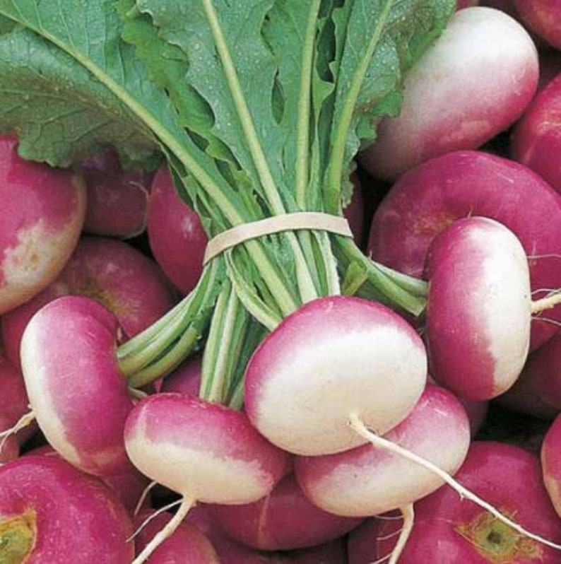 Purple Top Turnip Greens Seed 100 seeds each Etsy