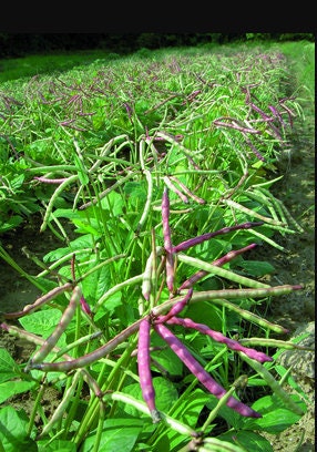 Top Pick Pinkeye Purplehull Cowpea Seeds – Easy To Grow, 80% Germination, Benefits St. Jude-421832
