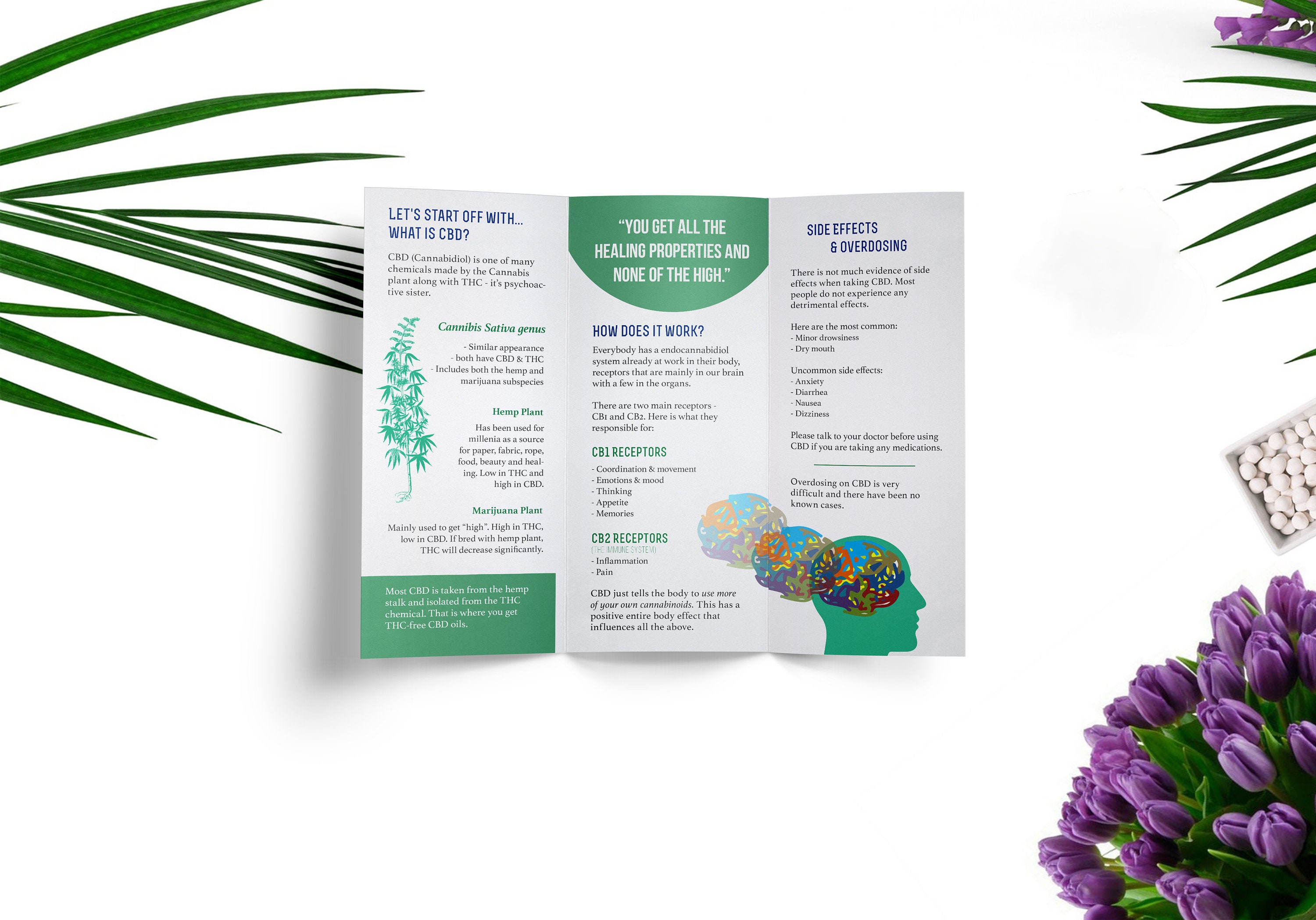 CBD Informational Trifold Brochure PRINTABLE, Digital Brochure, Clean ...