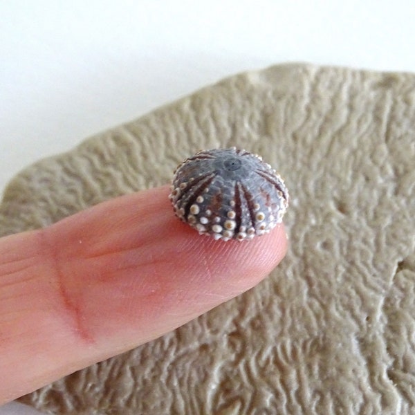 0.45'' (12mm) small pink genuine sea urchin shell from Greece/Natural unique ring sized sea urchin/Shell as craft/Sea urchin collector