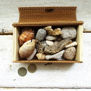 20 Natural Clam Sea Shell, Sea Shell Bead, Seashell, Ark Shell, Ribbed –  EDG Beads and Gems