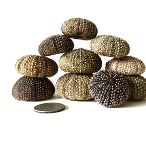 10 pcs multicolor genuine sea urchin shells from Greece, 1.2''-1.7''(3-4.5 cm)/Green shades, purple-red beach urchins for crafts,beach decor