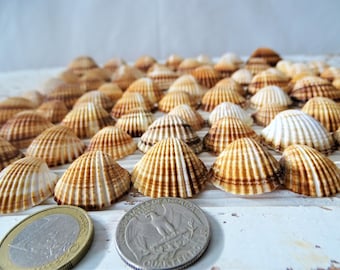 May include: A collection of small, brown and white seashells with a brown and white striped pattern. The shells are arranged in rows and are about the size of a US quarter.