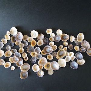 Bulk natural limpet sea shells mixture, 80+ pieces, 3/8&#39;&#39;-1 1/2&#39;&#39; (2-4 cm)/Limpet shells color variety for crafts and art/Beach decor