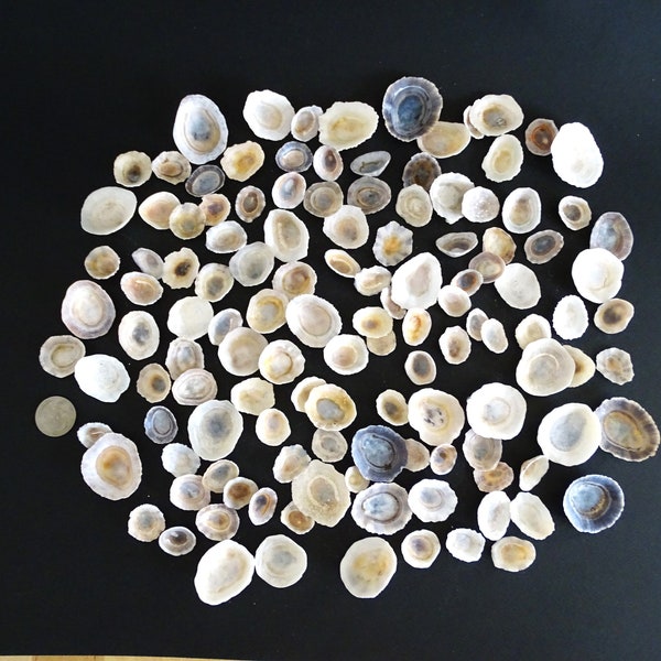 Bulk natural limpet sea shells mixture, 120+ pieces, 3/8''-1 1/2'' (2-4 cm)/Limpet shells color variety for crafts and art/Beach decor