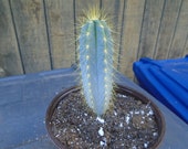 Blue Candle Cactus Plant Fully Rooted - Pilosocereus Azureus