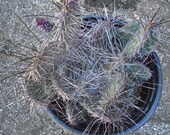 Opuntia quot DARK KNIGHT 39 - One Pad- Cold Hardy