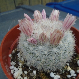 Snow Cactus, Fully Rooted, Mammillaria Candida,