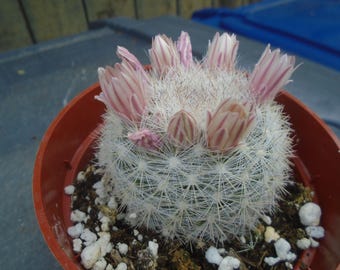 Snow Cactus, Fully Rooted, Mammillaria Candida,