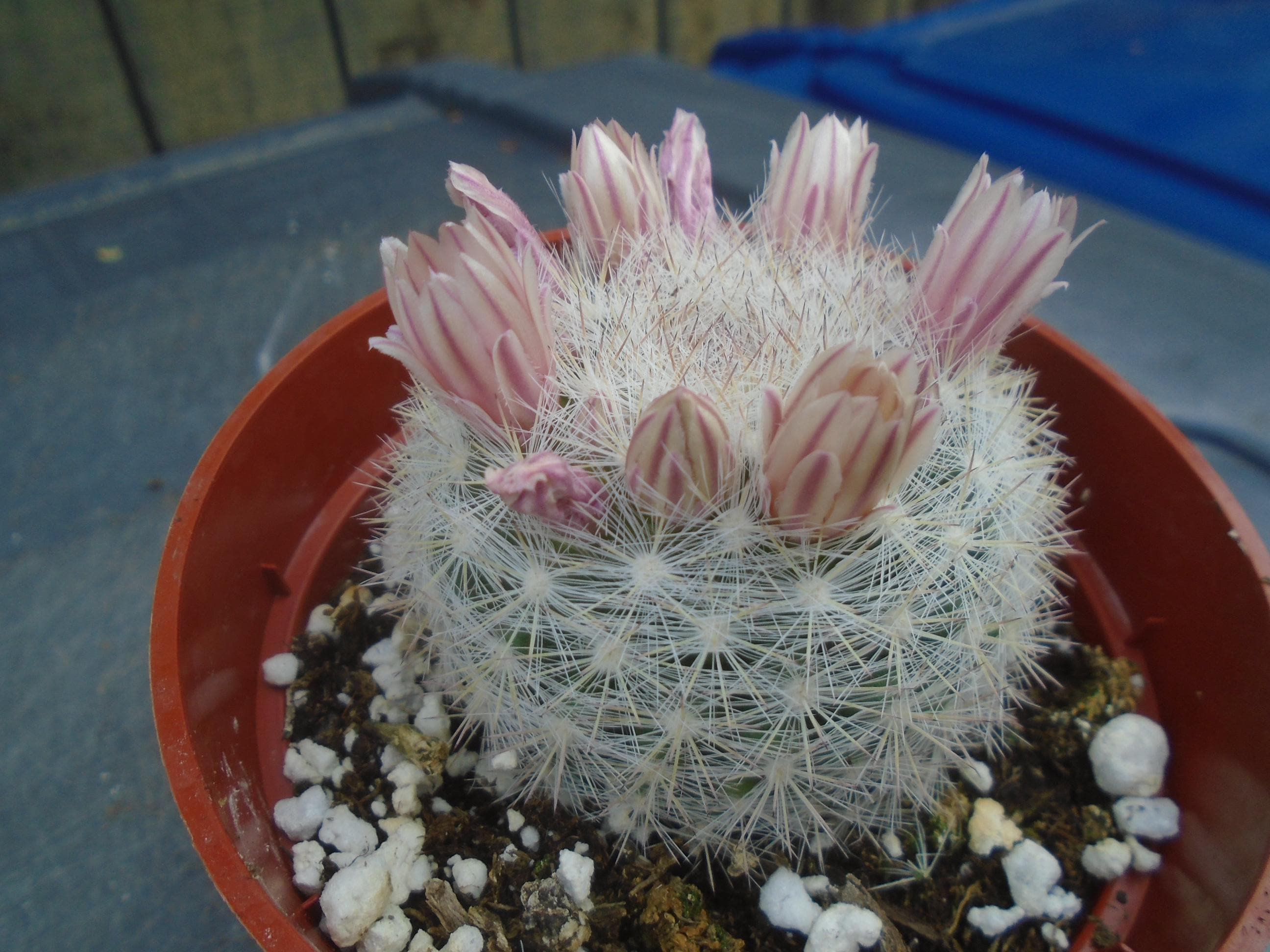 Snow Cactus, Fully Rooted, Mammillaria Candida, - Etsy Sweden