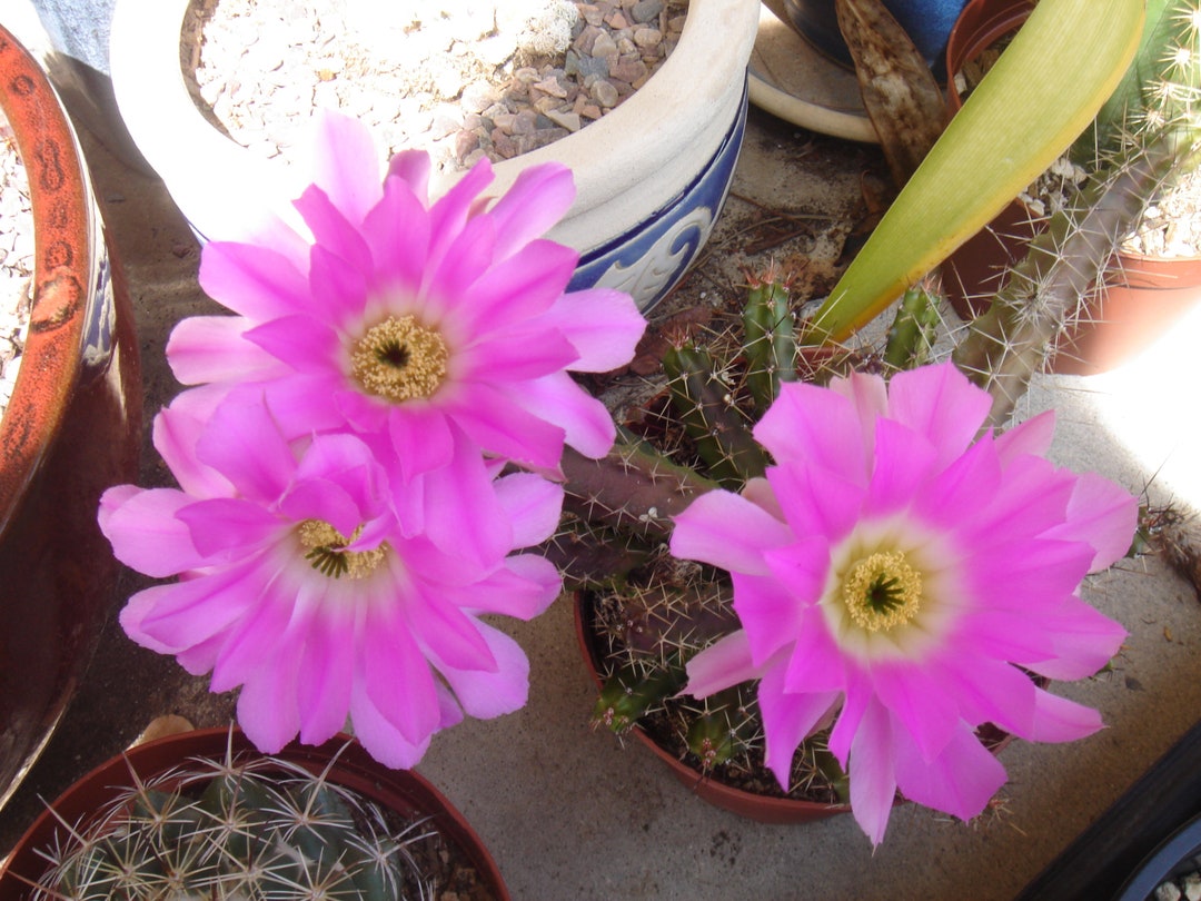 Lady Finger Cactus Fully Rooted Echinocereus Pentalophus Etsy