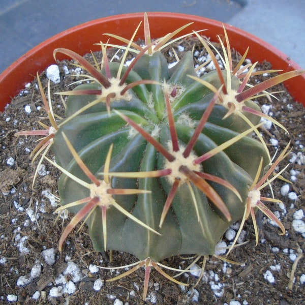 SPECIAL Devils Tongue Barrel Cactus - Ferocactus Latispinus - Fully Rooted Plant   Barrel Cactus