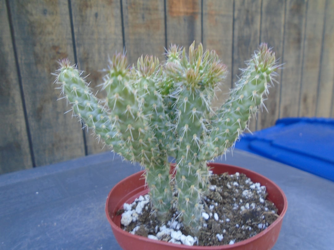 Nala ナラ　Cactus all in one Special 3 Larger Mini Cholla Cactus, Fully Rooted