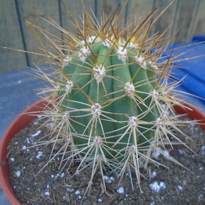 Helianthocereus &quot;POCO&quot; Plant, Fully Rooted Cactus -Columnar Type Cactus