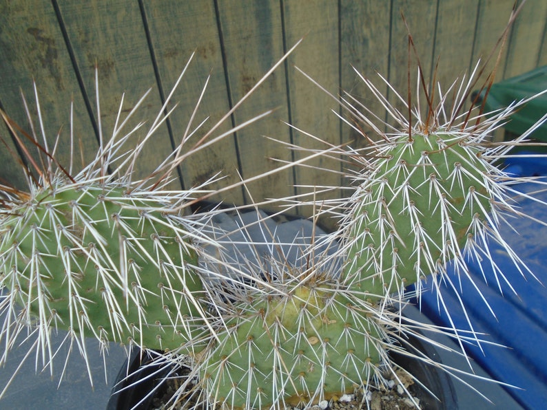 Opuntia hot pink porcupine cactus opuntia  etsy