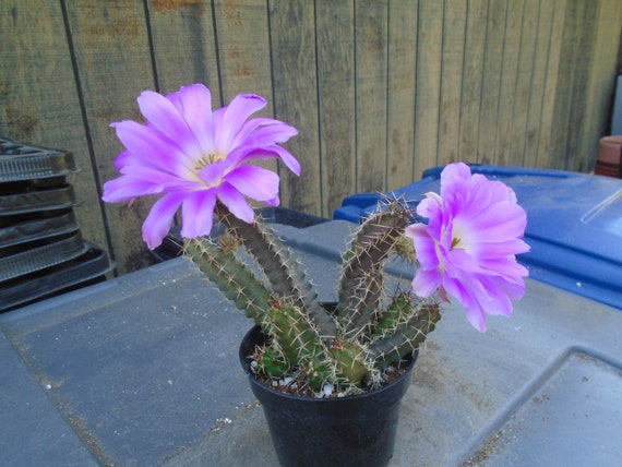 Lady Finger Cactus, Fully Rooted, Echinocereus Pentalophus, When It Blooms  Bright Flowers - Etsy Hong Kong