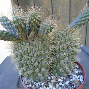 May include: A potted cactus with multiple green stems and sharp, light-colored spines. The cactus is in a brown pot with small white stones at the base. The background features a wooden fence.