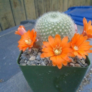 Bolivian Cactus - Etsy