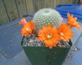 Rebutia Muscula Cactus Plant,  Fully Rooted,   Native to Bolivia, Clumping Cactus