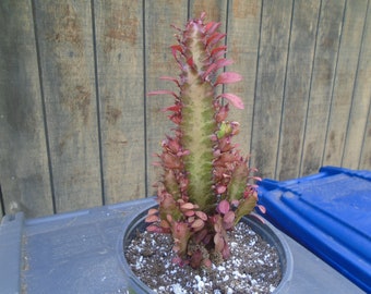 Exact "Royal, Red" Trigona  Plant , Fully Rooted Euphorbia- AKA Good Luck Plant 3T, Each Listing Different