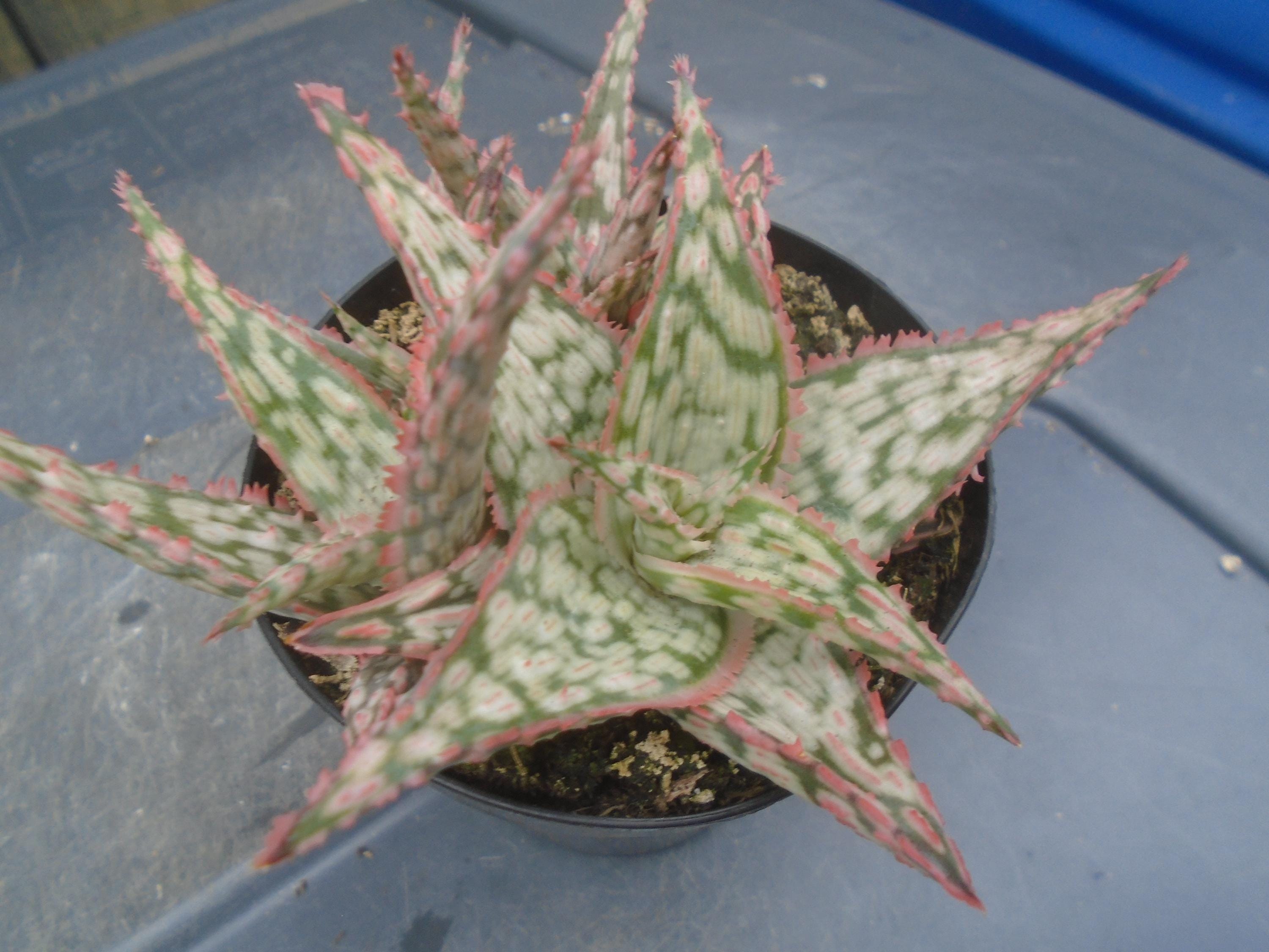 Lavender Frost Aloe Plant, Fully Rooted New Hybrid, Each Listing Different,  Hummingbird Friendly, Will Have One Pup/plant With Main Plant - Etsy