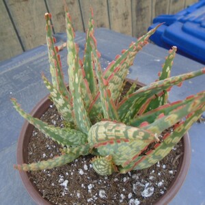 Puede incluir: Primer plano de una planta de aloe variegada con marcas verdes, blancas y rosadas. La planta est&aacute; en maceta en una maceta marr&oacute;n con tierra y piedras blancas.