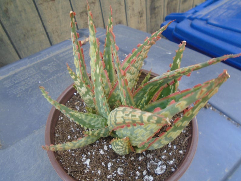 Puede incluir: Primer plano de una planta de aloe variegada con marcas verdes, blancas y rosadas. La planta est&aacute; en maceta en una maceta marr&oacute;n con tierra y piedras blancas.