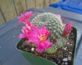 Rebutia Minuscula Plant, Fully Rooted Clumping Cactus, Native to N.  Argentina - Etsy