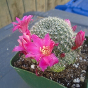 Rebutia Minuscula Plant, Fully Rooted Clumping Cactus, Native to N. Argentina