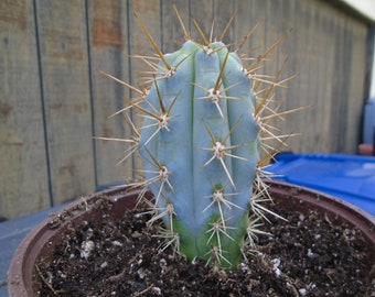 Blue Cereus Cactus (These Are Small), Fully Rooted Browningia Hertingiana, Columnar Type Cactus