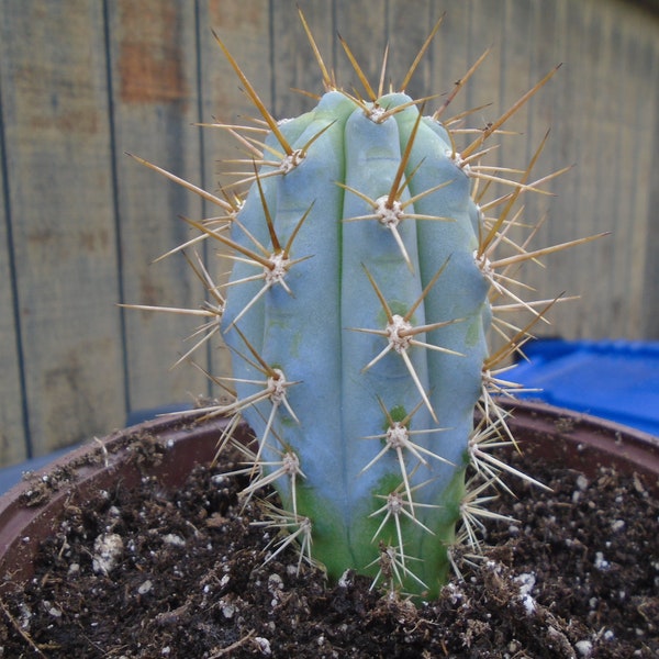 Blue Cereus Cactus (These Are Small), Fully Rooted Browningia Hertingiana, Columnar Type Cactus