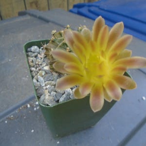 Stenocactus Stenogonus Cactus Plant,  Fully Rooted, This Is Not A Friedrichii