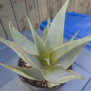 Exact Aloe "Forever Sunset" Plant, One Gallon Fully Rooted Hybrid Aloe, Bonus Pups ,Hummingbird Friendly, 8T, Each Listing Different.