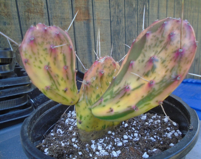 Opuntia sunburst Plant Fully Rooted Variegated Etsy