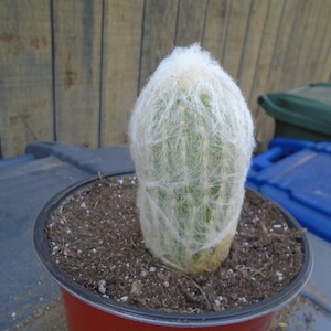 Peruvian Old Lady -  Fully Rooted Columnar Type Cactus- Espostoa Melanostele,  Cactus/Succulent
