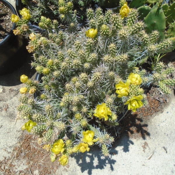 Opuntia "Whipplei" 2 Unrooted Segments, (Dwarf Silver Sheen Cholla), Cold Hardy Cactus