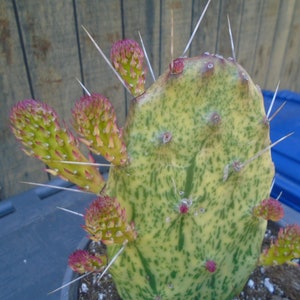 Exact Opuntia Sunburst Plant, Fully Rooted  ,Variegated Prickly Pear, Cactus,  3T  Each Listing Different