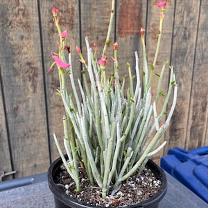 Exact "Mini Lady Slippers" Plant, Fully Rooted, Pedilanthus Cymbiferus, Drought Tolerant Succulent, SP3,  Each Listing Different