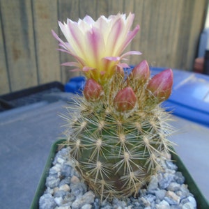 Neochilenia Chilensis Cactus Plant,   Fully Rooted Cactus