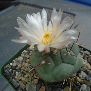 Thelocactus Hexaedrophorus Cactus Plant, Fully Rooted Cactus (Small)   Hard To Find