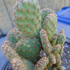 Opuntia Rufida Minima Montrose Fully Rooted Cactus Plant image 4