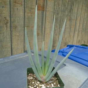 May include: A succulent plant with long, slender, pale blue-green leaves that taper to sharp points. The plant is potted in a small, square green plastic container filled with soil and white perlite, showing a light pinkish hue at the base.