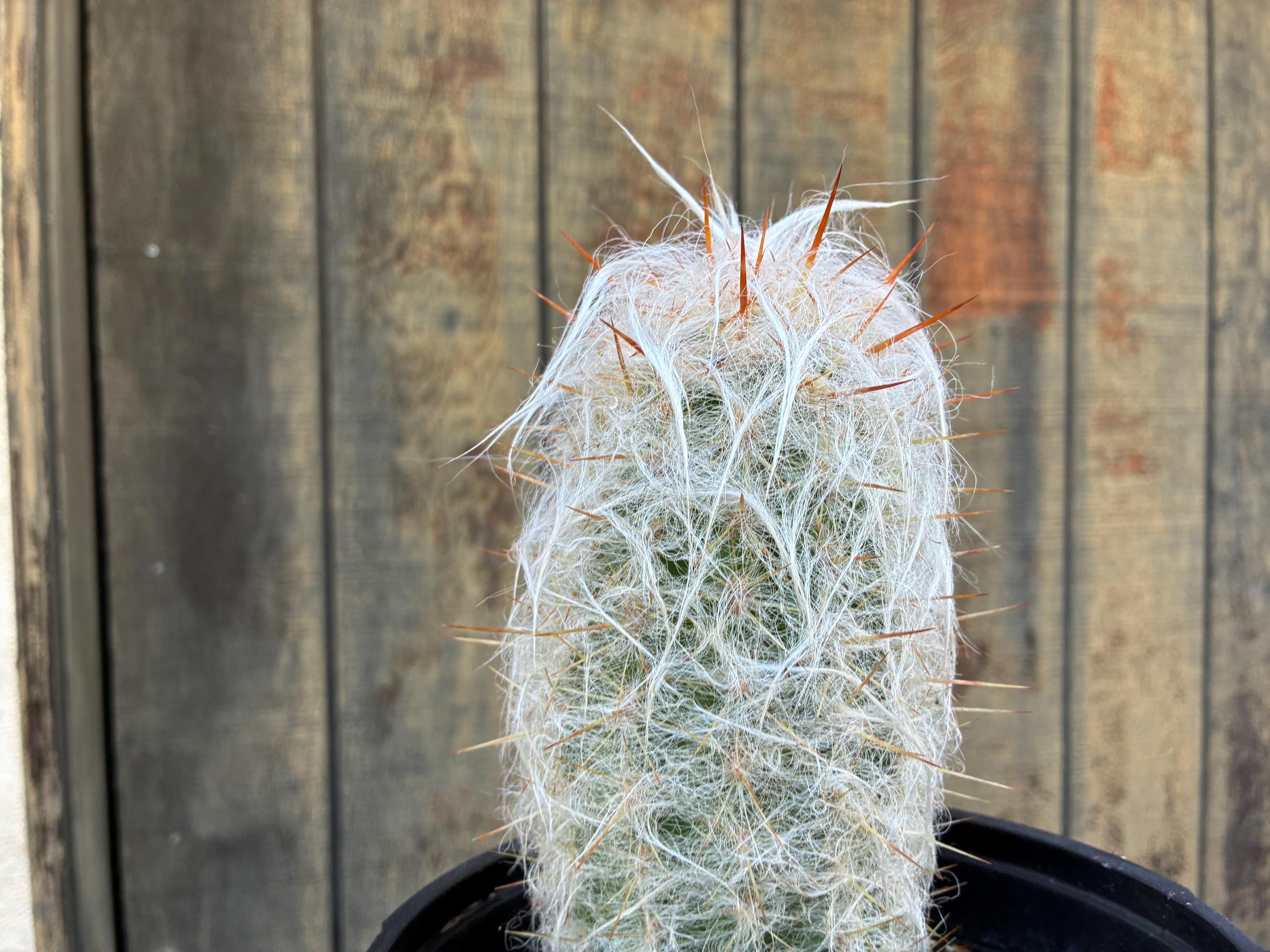 Exact Large Fat Old Man of the Andes Cactus, Oreocereus , Fully Rooted ...