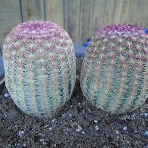 Rosey Hedgehogs, 2 Fully Rooted Cactus,  Echinocereus Rigidissimus Rubrispinus   Small