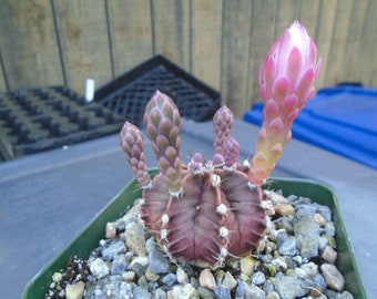 Gymnocalycium Friedrichii Cactus Plant, Fully Rooted  (Small)