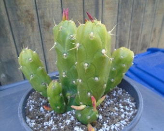 Exact Opuntia "GUMBI" (Sublata Montrose)  (Rooted Plant) - Prickly Pear  D, Each Listing Different