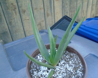 Special - Aloe "HERCULES" Plant- Fully Rooted , Tree Aloe